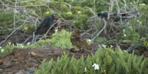 Galapagos